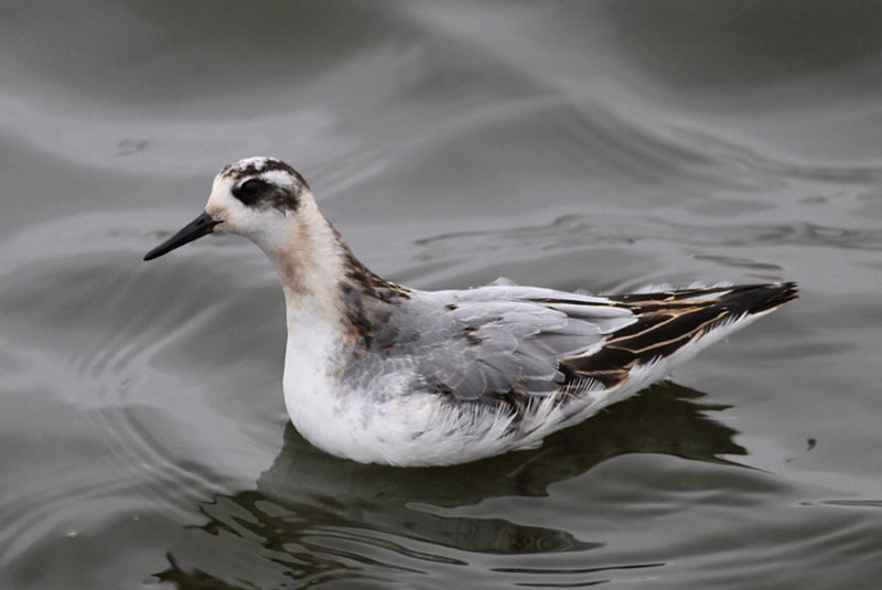 Red Phalarope
