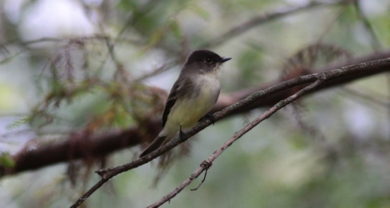 Eastern Phoebe