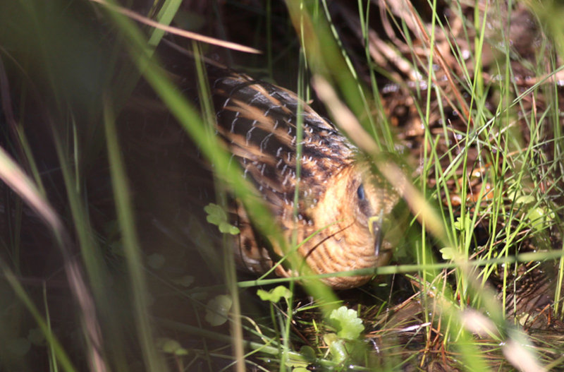Yellow Rail
