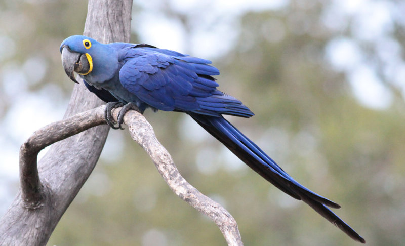 Hyacinth Macaw