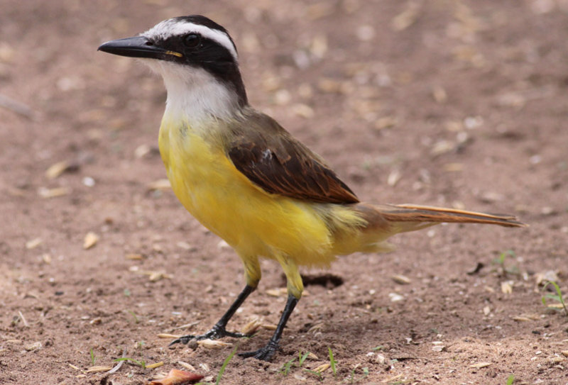 Great Kiskadee