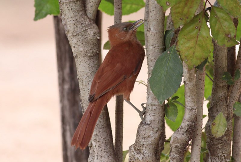 Gray-crested Cacholote