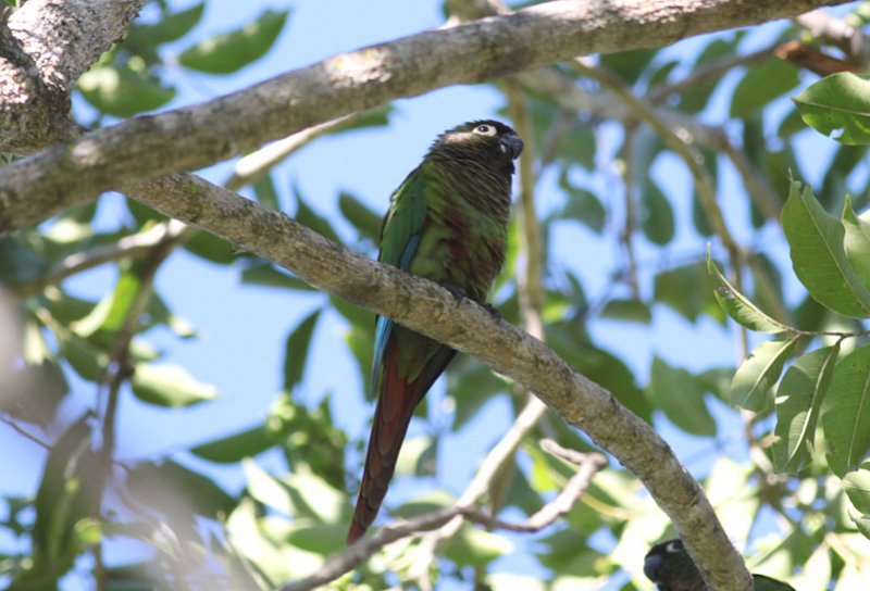Blaze-winged Parakeet