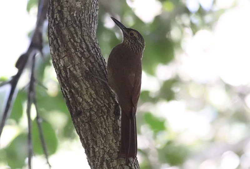 Planalto Woodcreeper