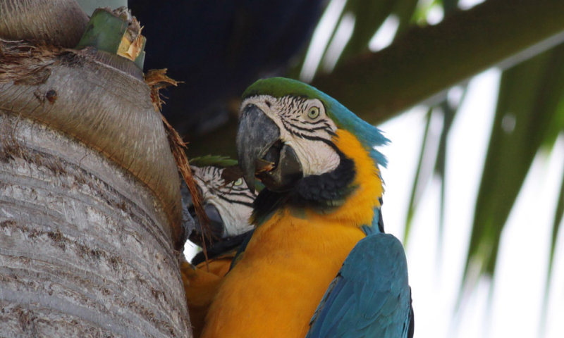 Blue-And-Yellow Macaws