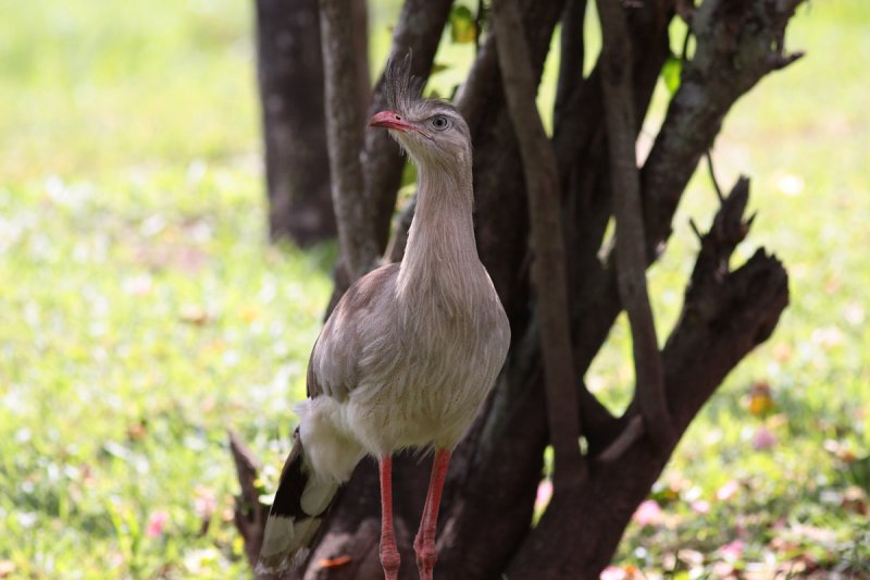 Red-legged Seriema