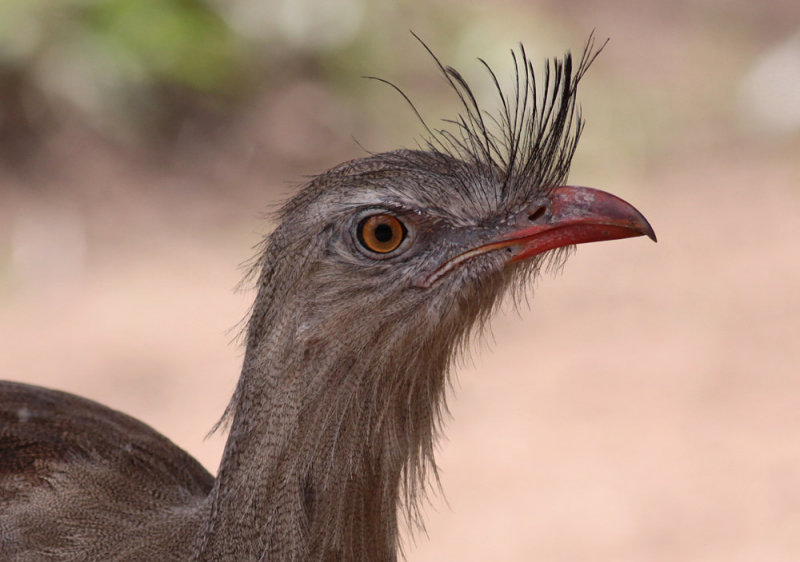 Red-legged Seriema