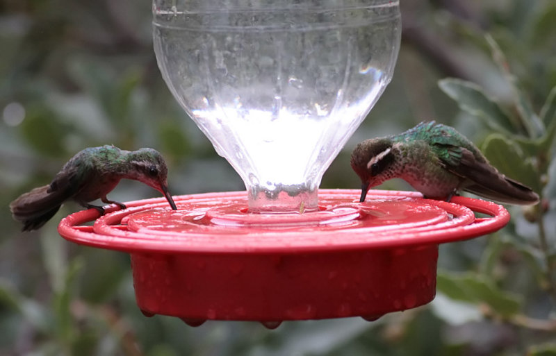 Broad-billed & White-eared Hummingbirds