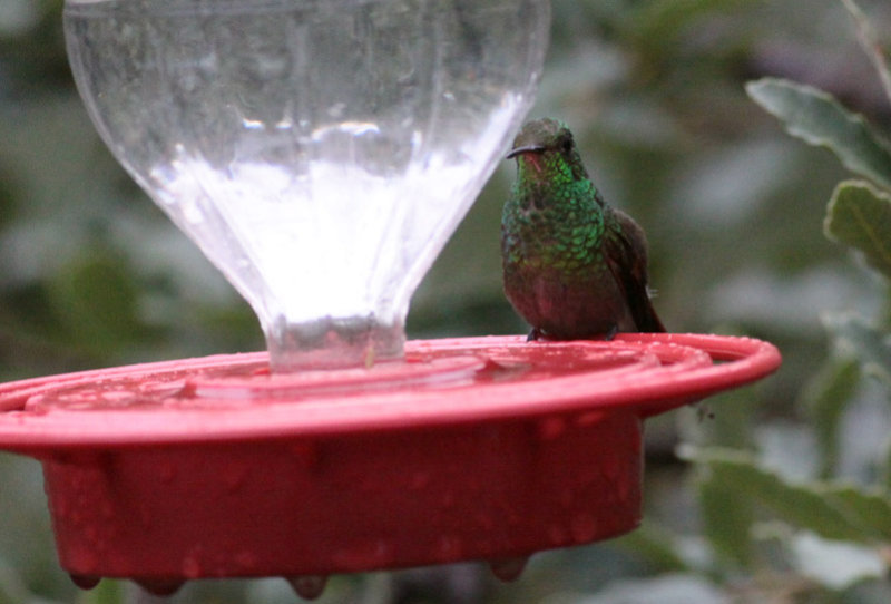 Berylline Hummingbird