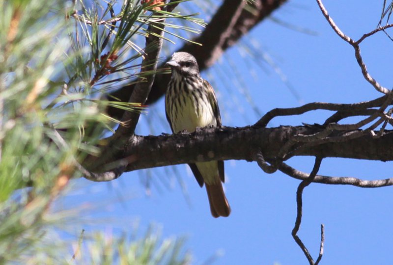 Sulphur-bellied Flycatcher