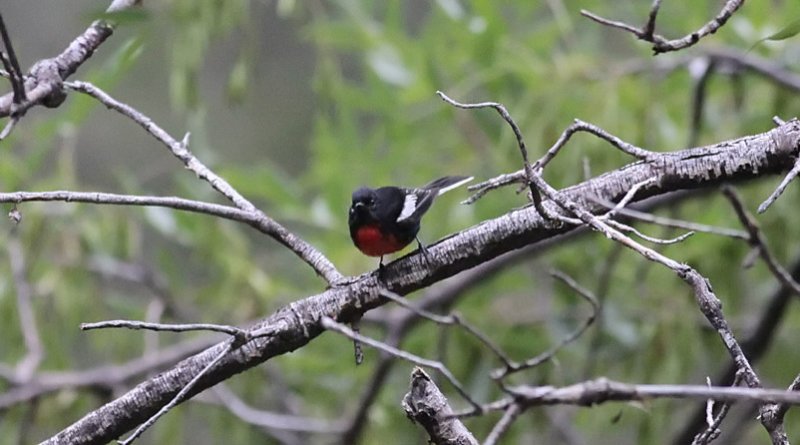 Painted Redstart