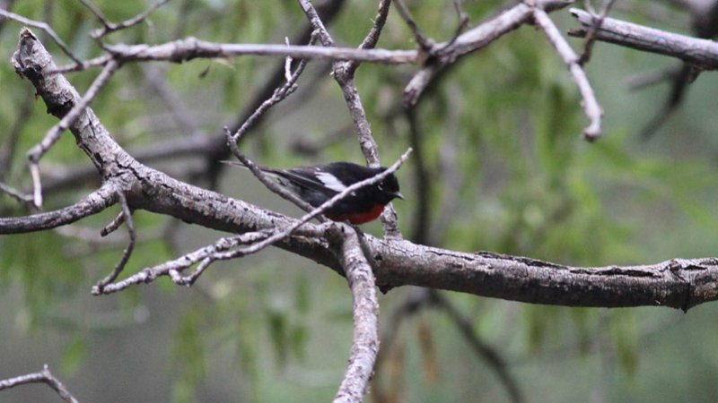 Painted Redstart