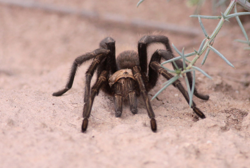 Tarantula sp.