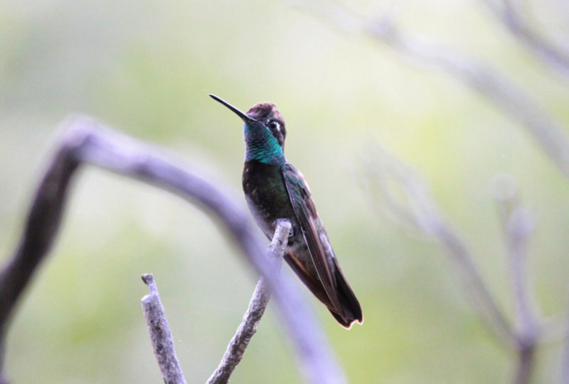 Magnificent Hummingbird
