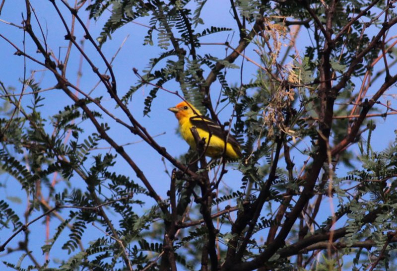 Western Tanager