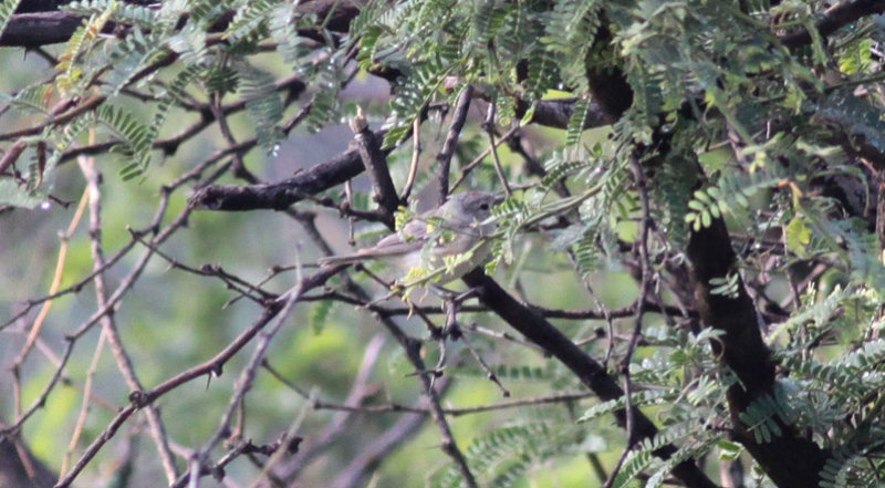 Lucys Warbler