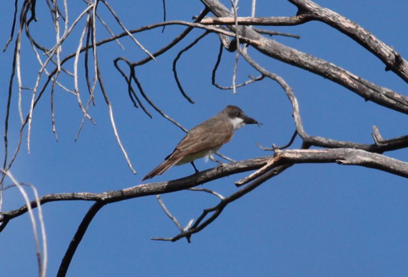 Thick-billed Kingbird