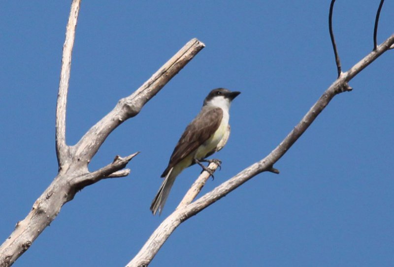 Thick-billed Kingbird