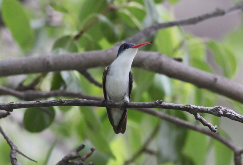 Violet-crowned Hummingbird