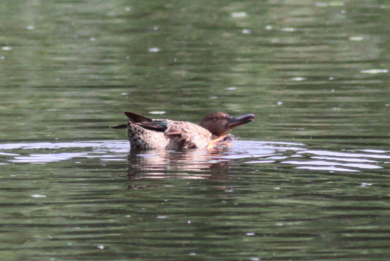 Cinnamon Teal