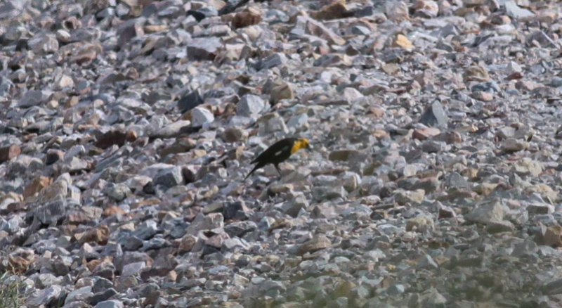Yellow-headed Blackbird