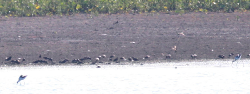 American Avocets