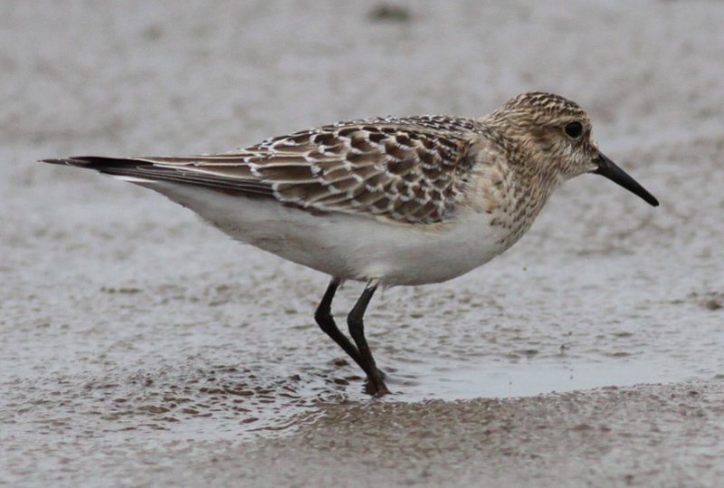 Bairds Sandpiper