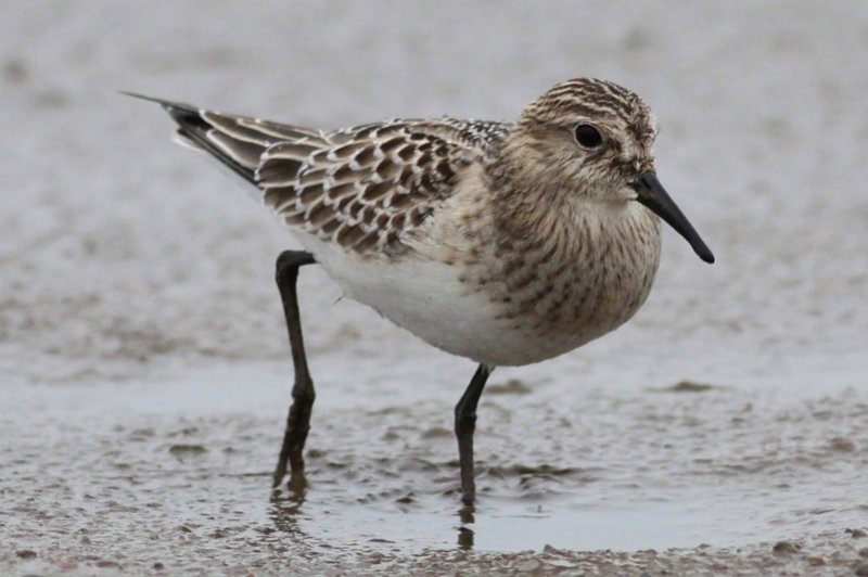 Bairds Sandpiper