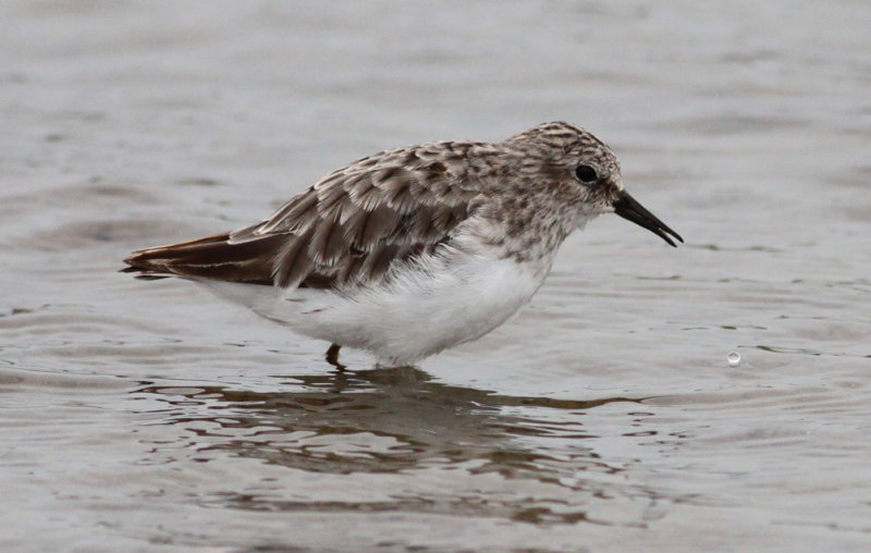 Least Sandpiper