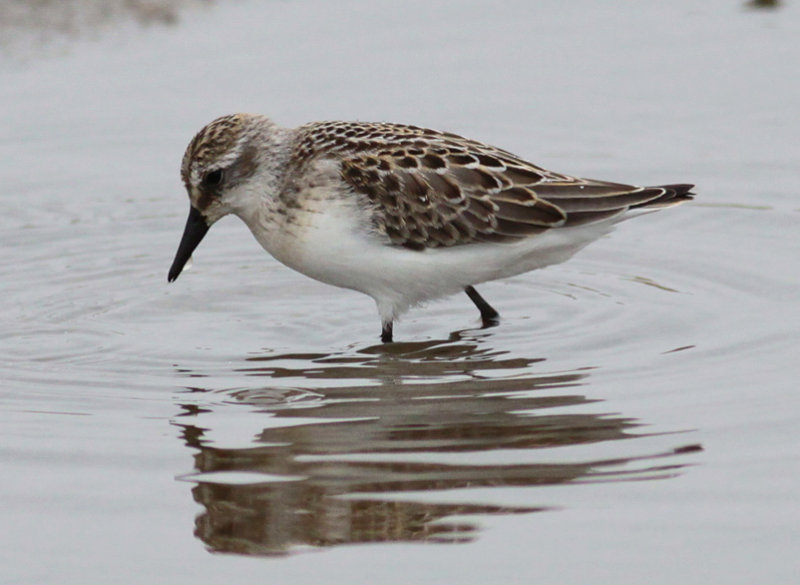 Semipalmated Sandpiper