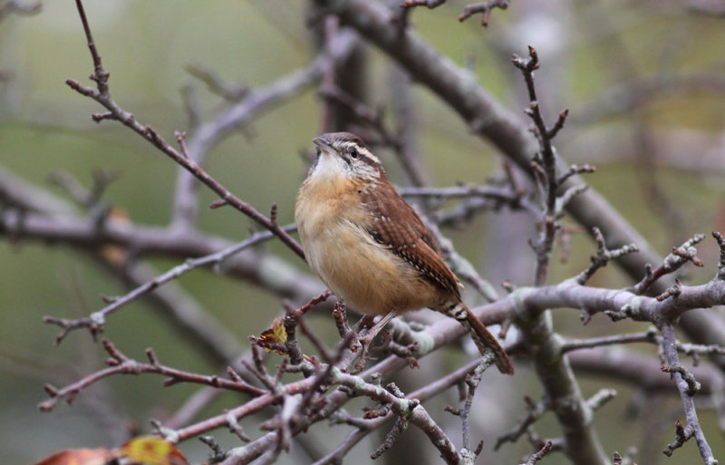Carolina Wren