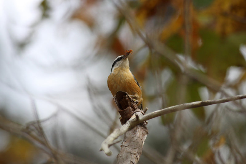 Red-breasted Nuthatch