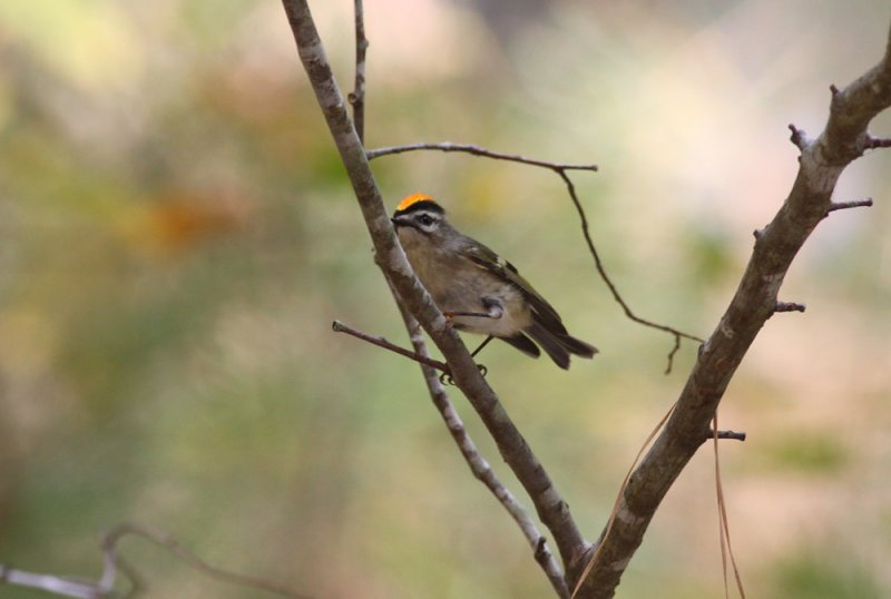 Golden-crowned Kinglet.