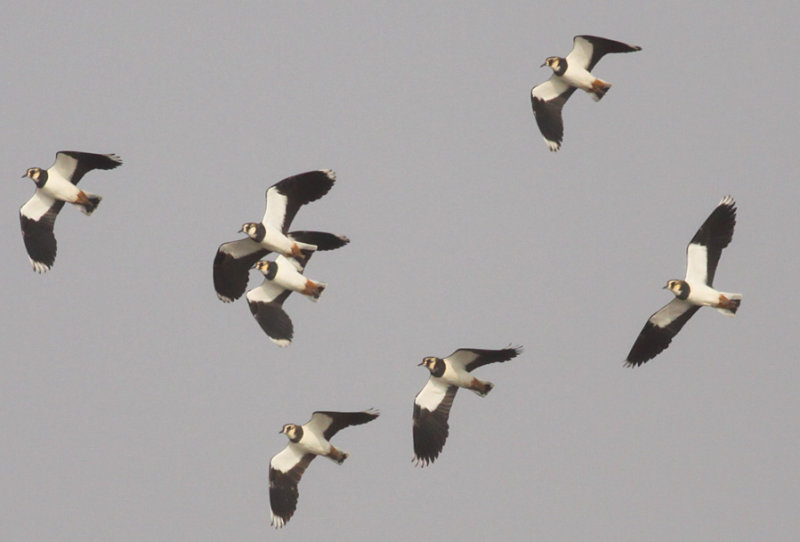 Northern Lapwings