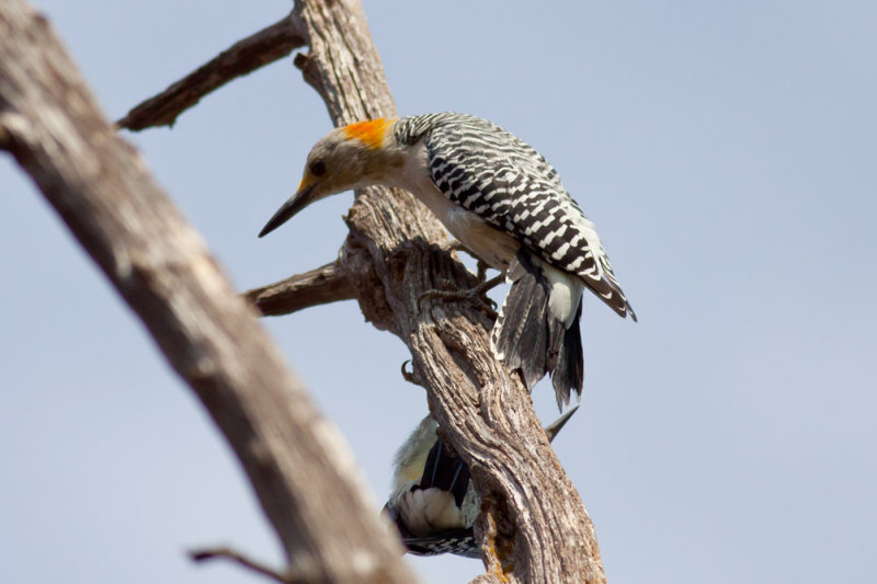Golden-fronted Woodpecker