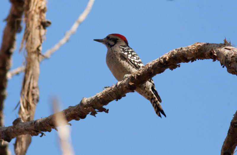 Ladder-backed Woodpecker