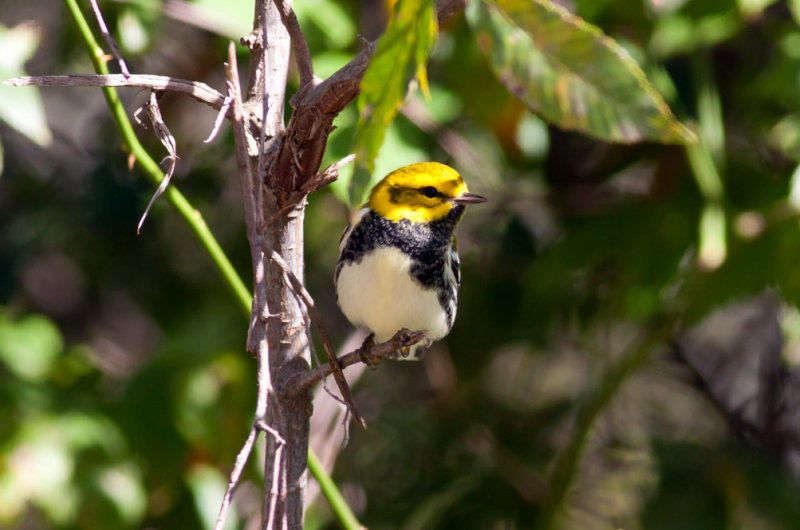 Black-throated Green Warbler