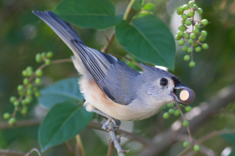 Tufted Titmouse
