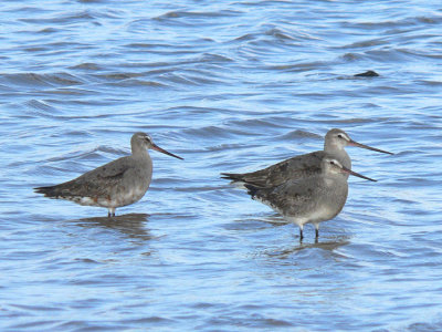 Hudsonian Godwits