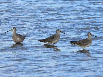 Hudsonian Godwits