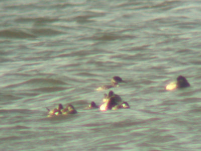 Red-necked Grebe