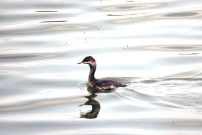 Eared Grebe