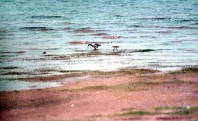 Red Knots