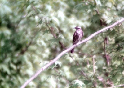 Variegated Flycatcher