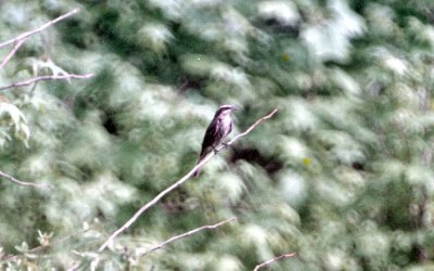 Variegated Flycatcher