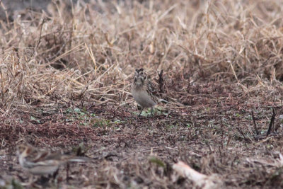 Lapland Longspur