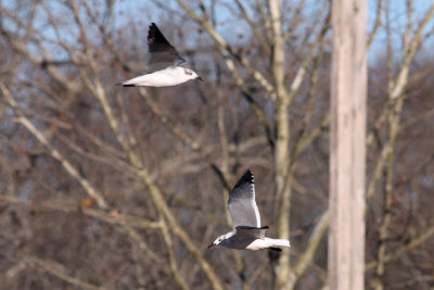 Laughing Gulls