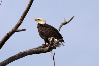 Bald Eagle