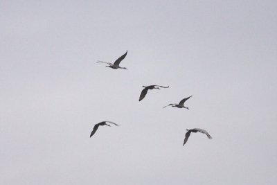 Sandhill Cranes