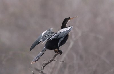 Anhinga